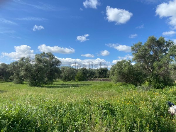 terreno agricolo in vendita a Triggiano