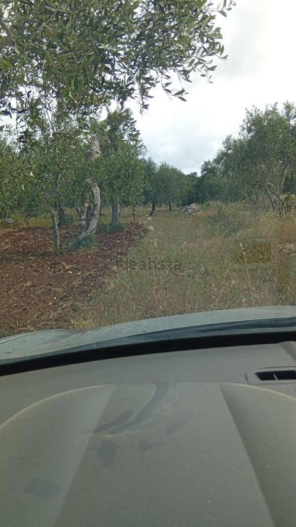 terreno agricolo in vendita a Triggiano