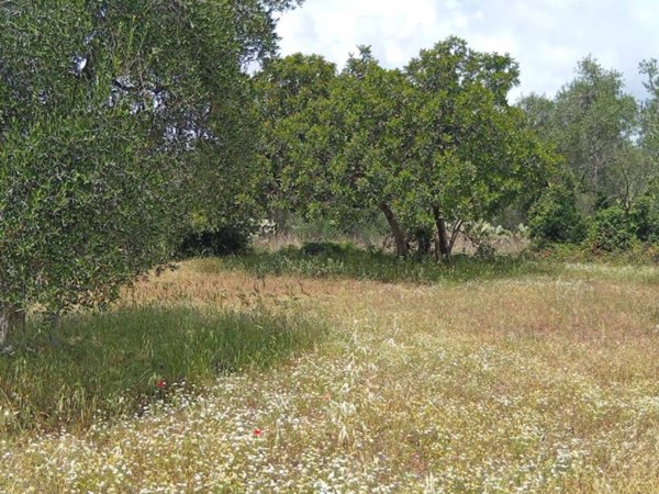terreno agricolo in vendita a Triggiano