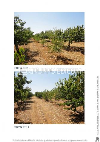 terreno agricolo in vendita a Turi