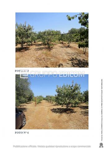 terreno agricolo in vendita a Turi