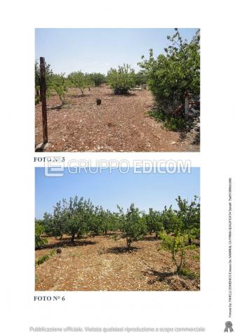 terreno agricolo in vendita a Turi