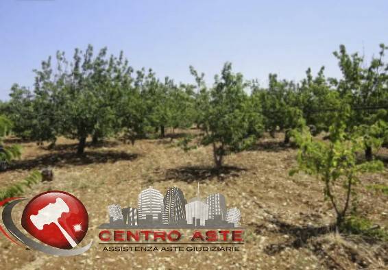 terreno agricolo in vendita a Turi