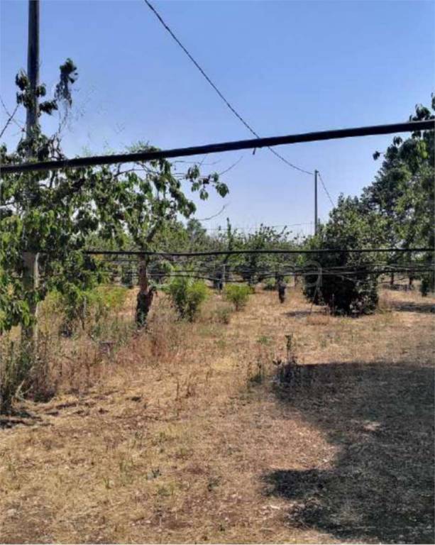 terreno agricolo in vendita a Turi