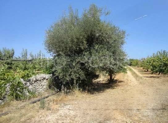 terreno agricolo in vendita a Turi