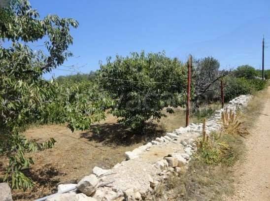 terreno agricolo in vendita a Turi