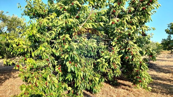 terreno agricolo in vendita a Turi