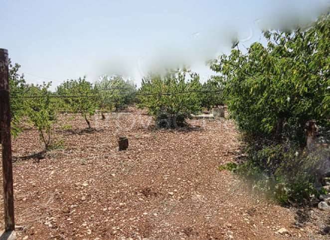 terreno agricolo in vendita a Turi