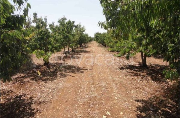 terreno agricolo in vendita a Turi