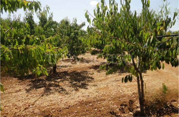terreno agricolo in vendita a Turi