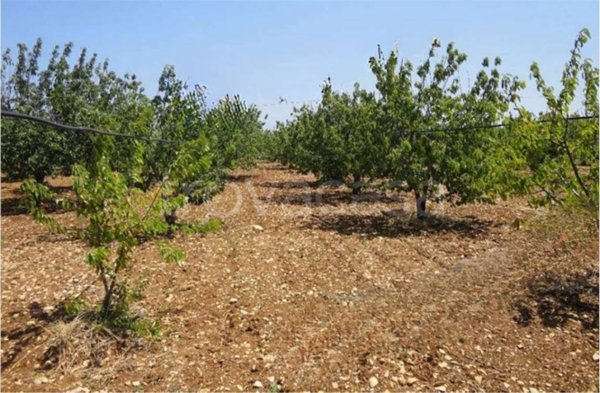 terreno agricolo in vendita a Turi