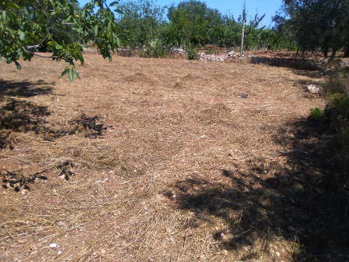 terreno agricolo in vendita a Valenzano
