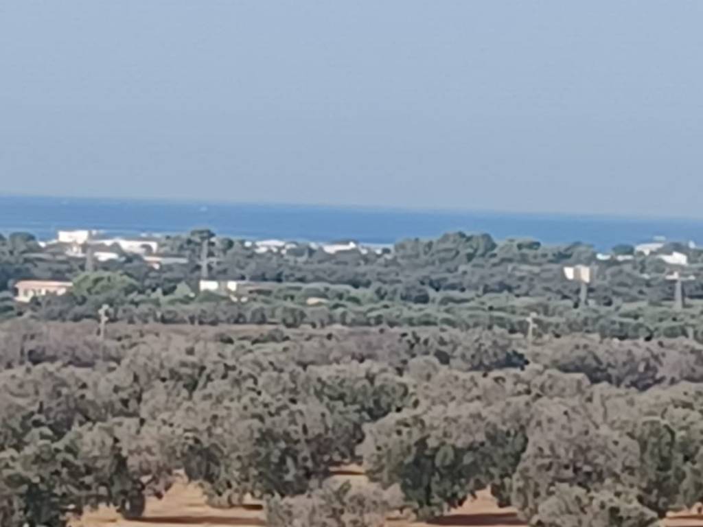terreno agricolo in vendita ad Avetrana