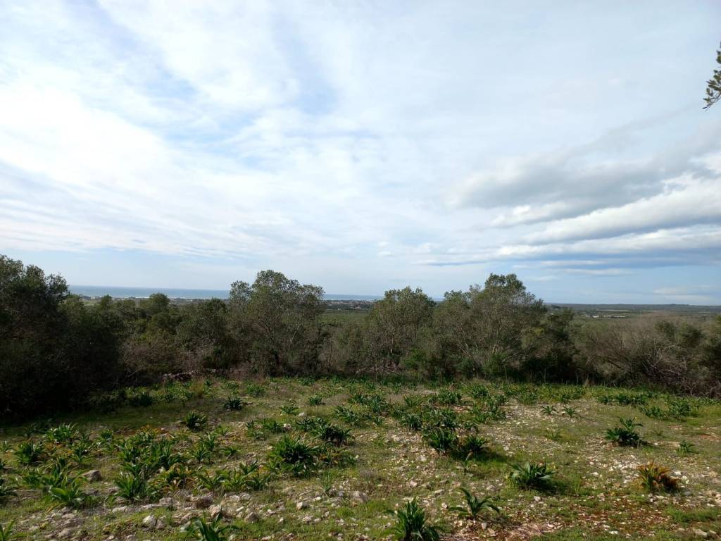 terreno agricolo in vendita ad Avetrana