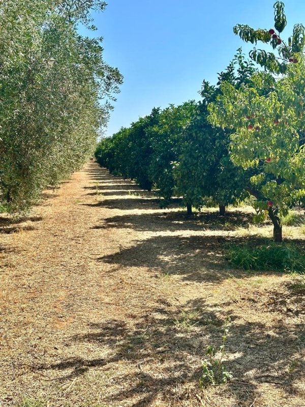 azienda agricola in vendita a Castellaneta