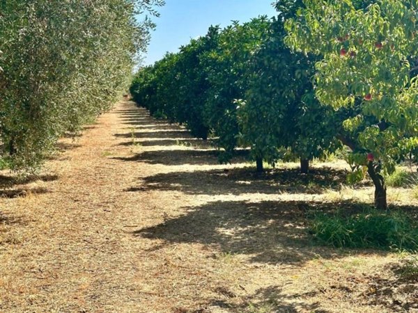 terreno agricolo in vendita a Castellaneta
