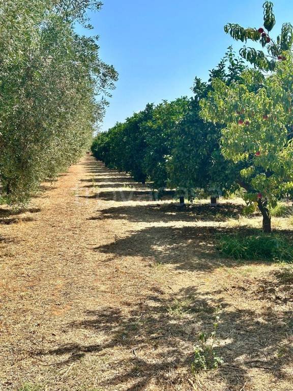 azienda agricola in vendita a Castellaneta