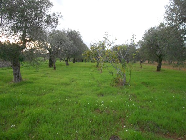 terreno agricolo in vendita a Crispiano