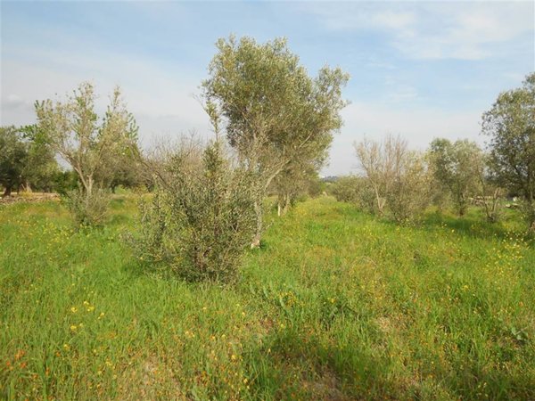 terreno agricolo in vendita a Crispiano