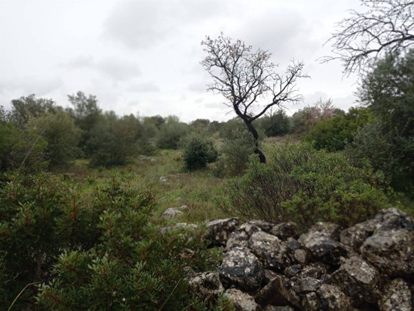 terreno agricolo in vendita a Crispiano