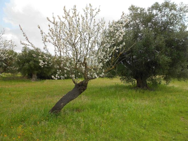 terreno agricolo in vendita a Crispiano