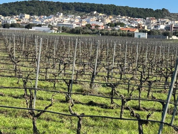 terreno agricolo in vendita a Faggiano