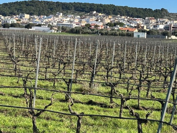 terreno agricolo in vendita a Faggiano