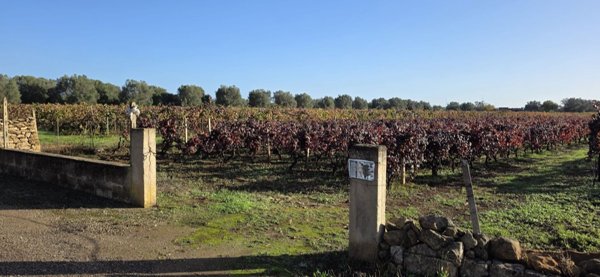 terreno agricolo in vendita a Fragagnano