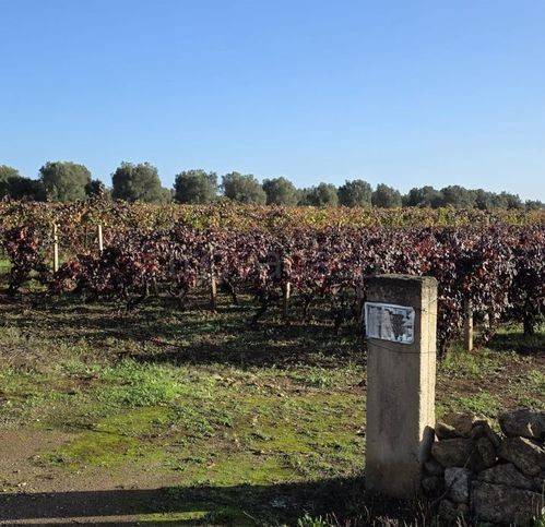 terreno agricolo in vendita a Fragagnano