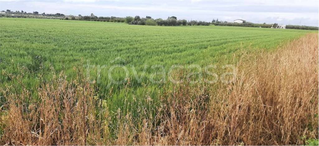 azienda agricola in vendita a Ginosa