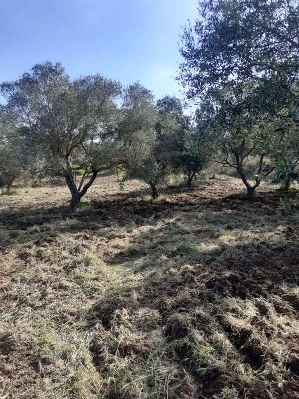 terreno agricolo in vendita a Ginosa