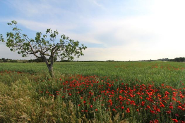 terreno agricolo in vendita a Grottaglie