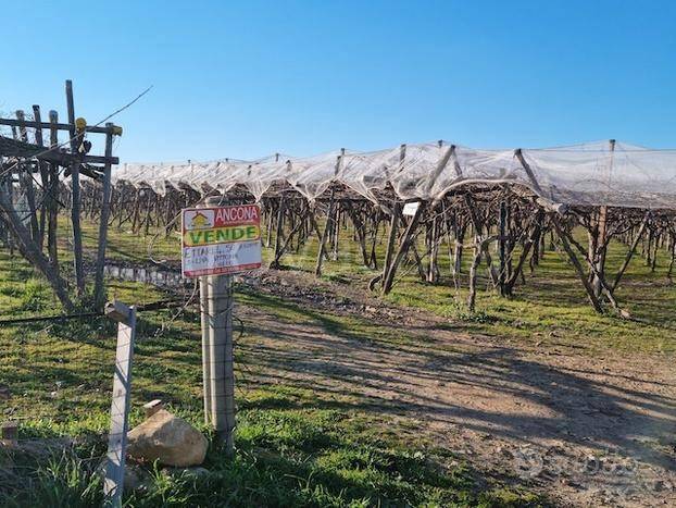 terreno agricolo in vendita a Grottaglie