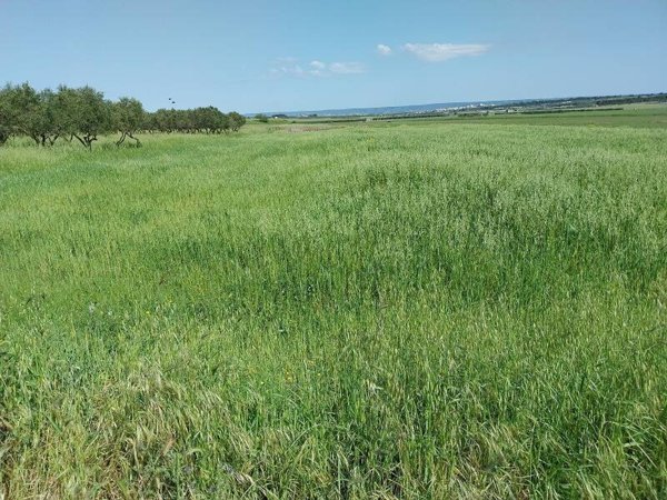 terreno agricolo in vendita a Grottaglie
