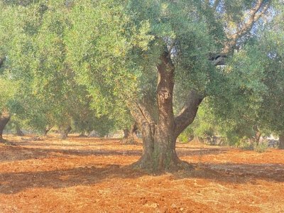 appartamento in vendita a Grottaglie