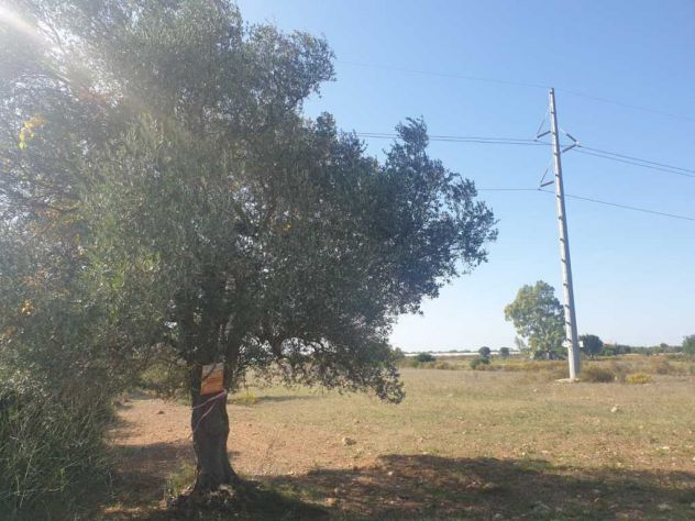 terreno agricolo in vendita a Grottaglie