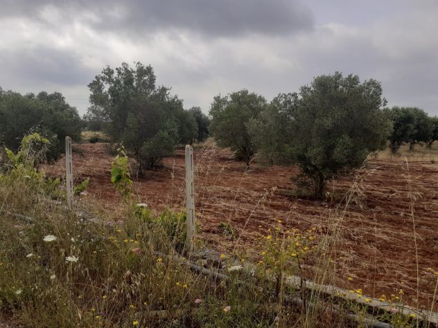 terreno agricolo in vendita a Lizzano