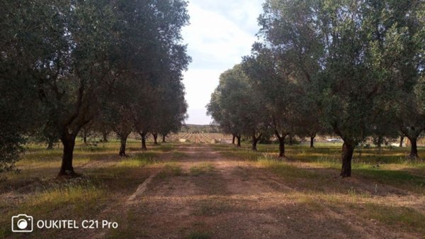 casa indipendente in vendita a Manduria