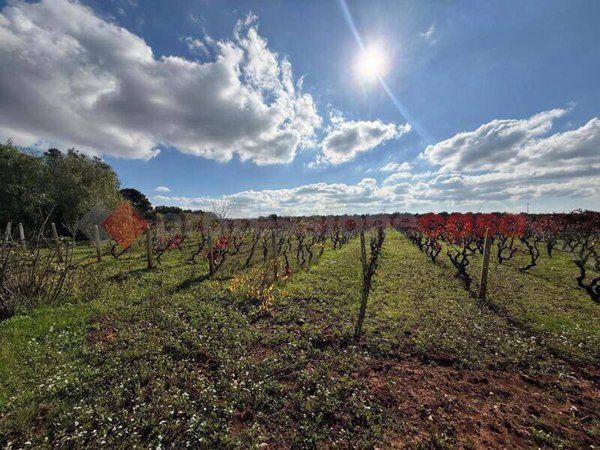 terreno agricolo in vendita a Manduria