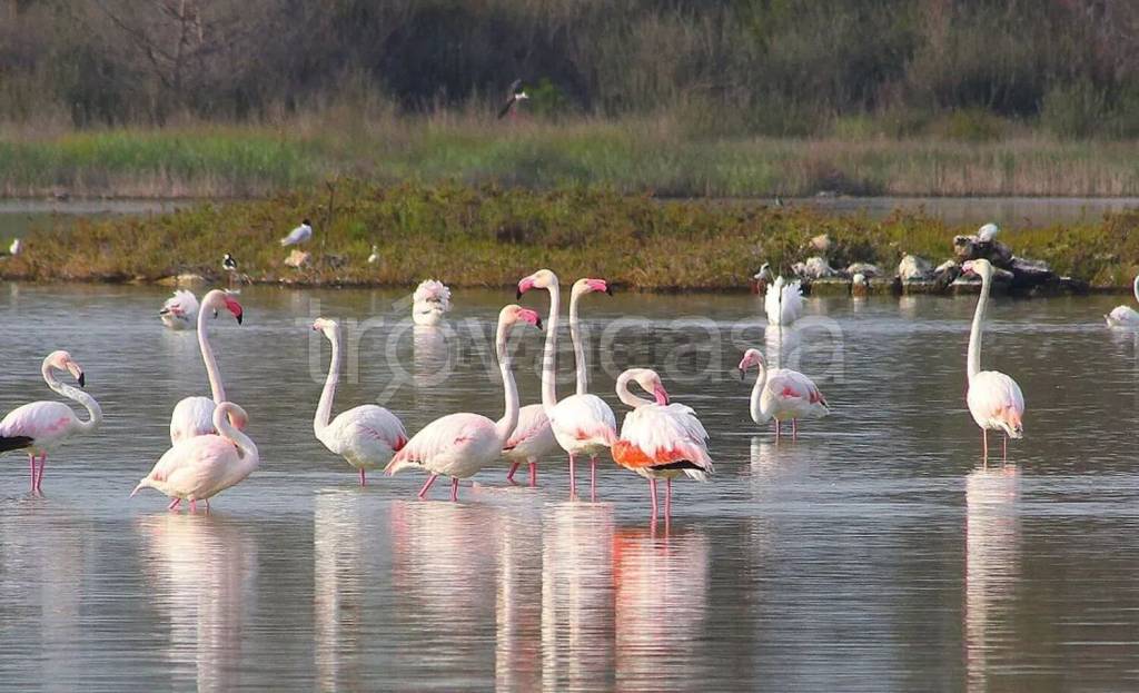casa indipendente in vendita a Manduria in zona Torre Colimena