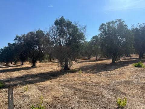 terreno agricolo in vendita a Manduria