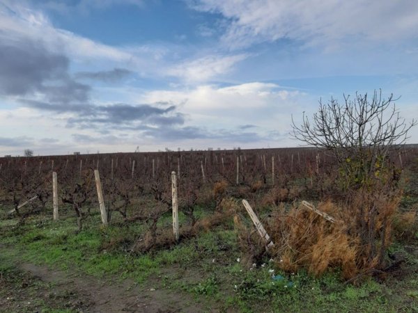 terreno in vendita a Manduria