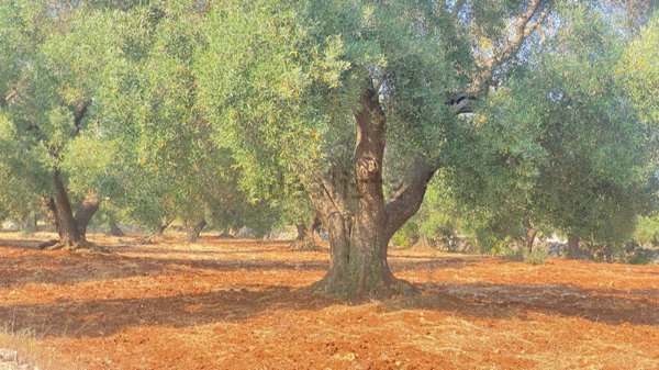 appartamento in vendita a Martina Franca