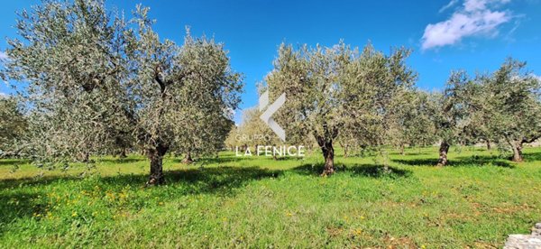 terreno agricolo in vendita a Martina Franca