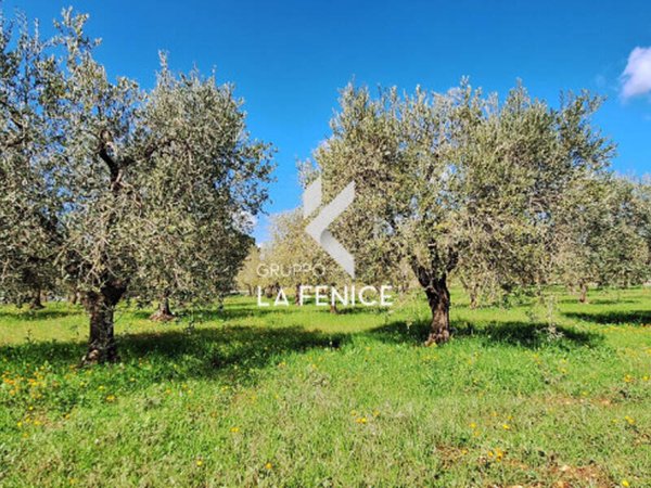 terreno agricolo in vendita a Martina Franca