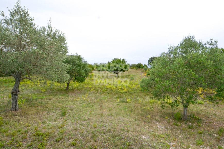 terreno in vendita a Martina Franca