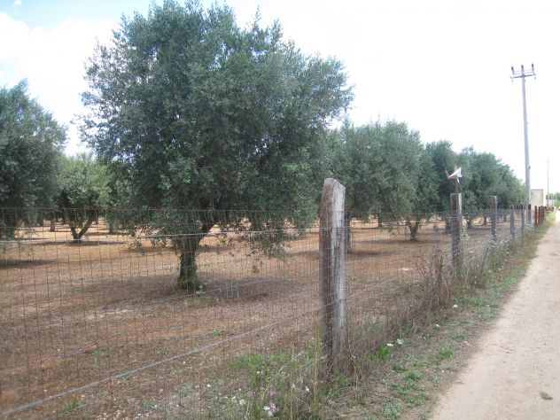 terreno agricolo in vendita a Maruggio