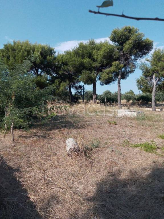 terreno agricolo in vendita a Maruggio