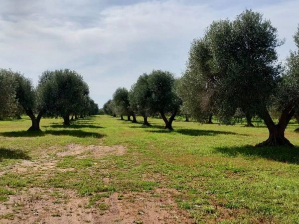 terreno agricolo in vendita a Maruggio