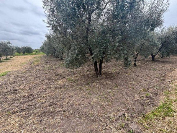 terreno agricolo in vendita a Massafra